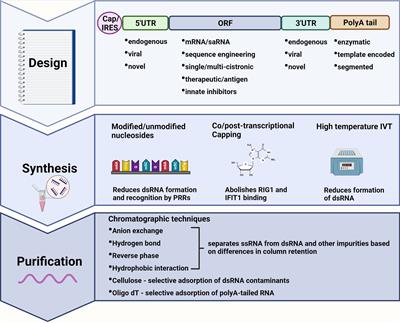 Advancing mRNA technologies for therapies and vaccines: An African context